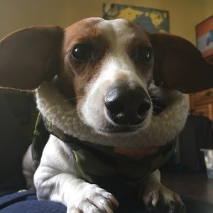 Meet your Posher, Daniel wolfgang